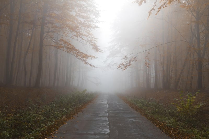 Misty Forest